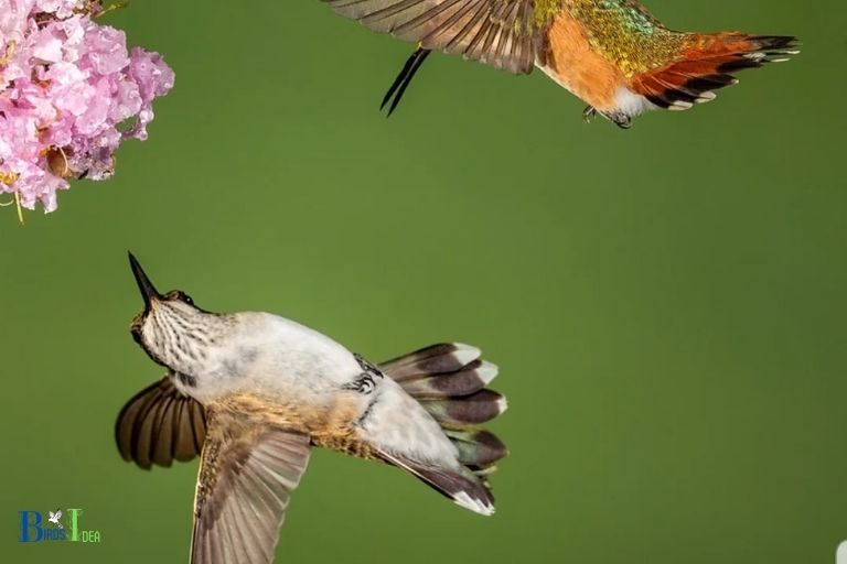 How Hummingbirds Can Fly Upside Down