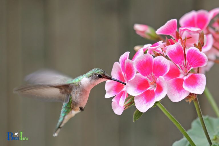 How Hummingbirds Help to Maintain the Natural Balance in Arizona