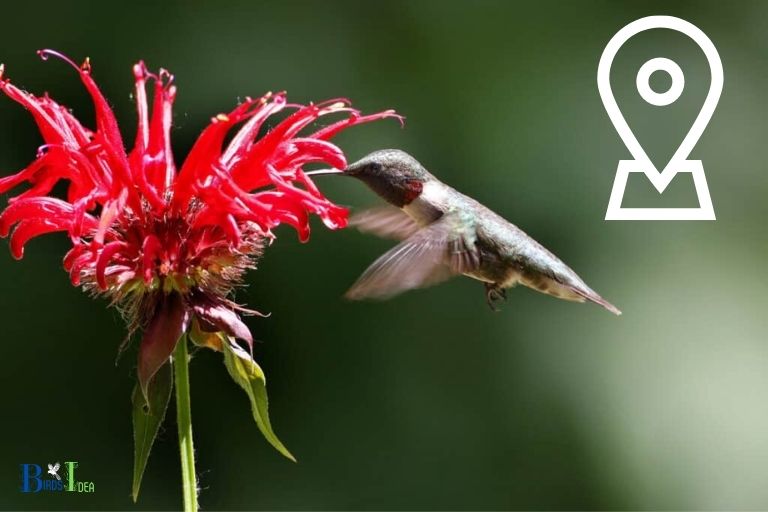 How Hummingbirds Use Red To Remember Locations