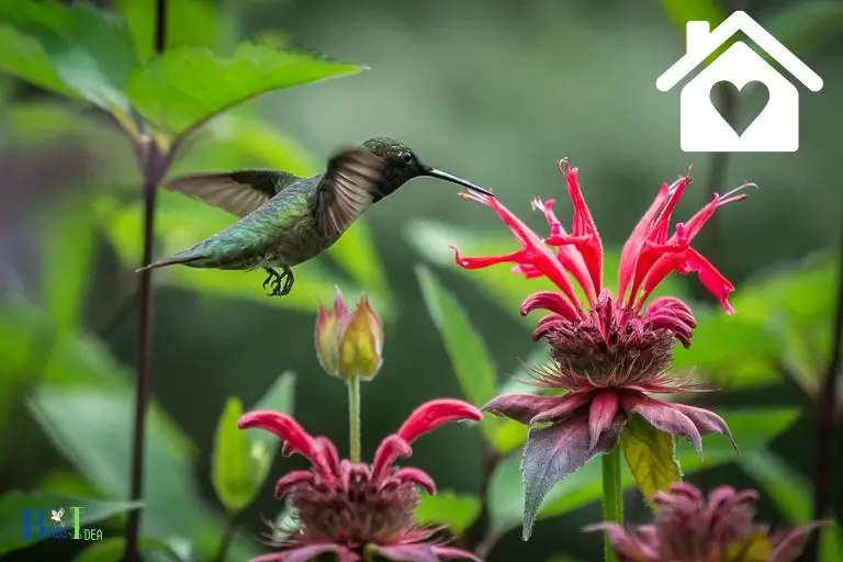 How Is Bee Balm Important For Hummingbirds Habitat