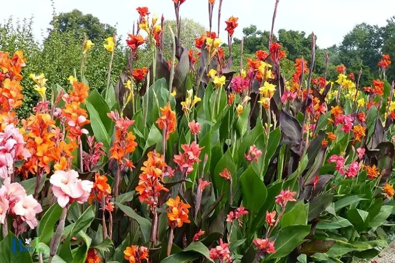 How Is Having a Hummingbird Garden with Canna Lilies Beneficial