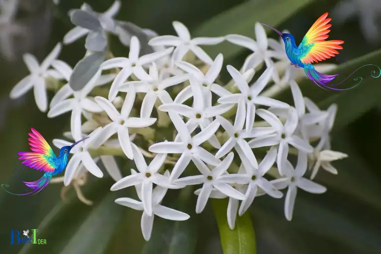 How Jasmine Can Help Attract a Variety of Hummingbird Species