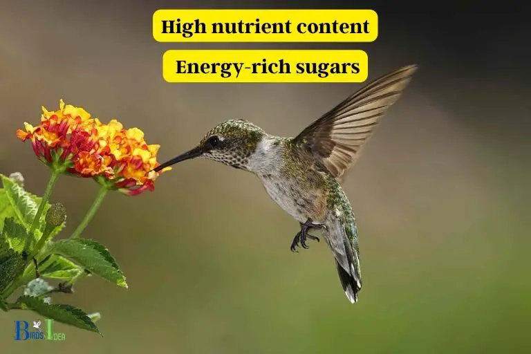 How Lantana Nectar Benefits Hummingbirds