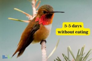 How Long Can a Hummingbird Go Without Food: 4-5!