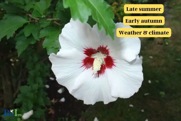 How Long Does the Rose of Sharon Flower