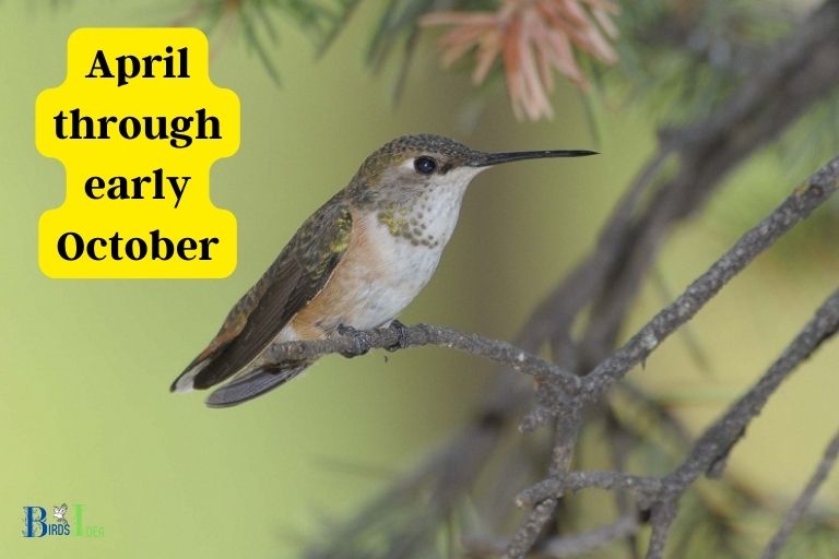 How Long Hummingbirds Stay in Missouri