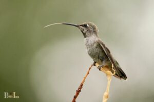 How Long Is Hummingbird Beak: 0.4 to 1.4 Inches!