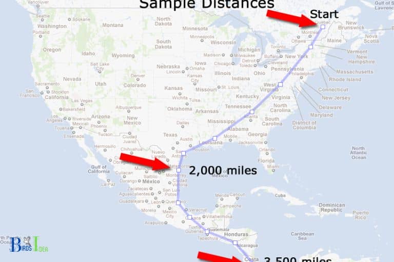 How Many Miles Do Hummingbirds Travel to Louisiana