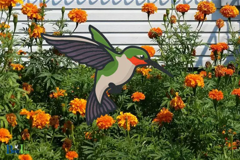 How Marigolds Appeal to Hummingbirds