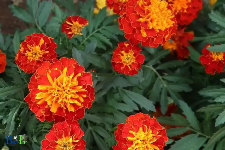 How Marigolds Supply Nutrition and Energy to Hummingbirds