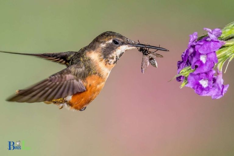 How Much Food Hummingbirds Consume in a Day
