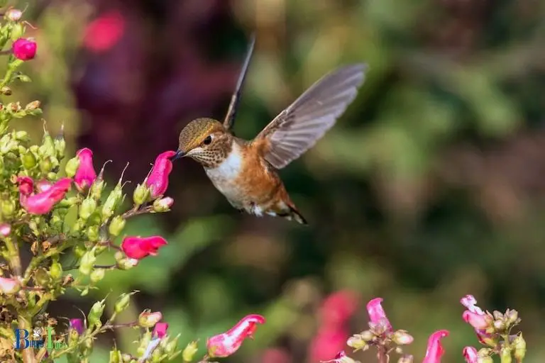 How Much Nectar Do Hummingbirds Consume
