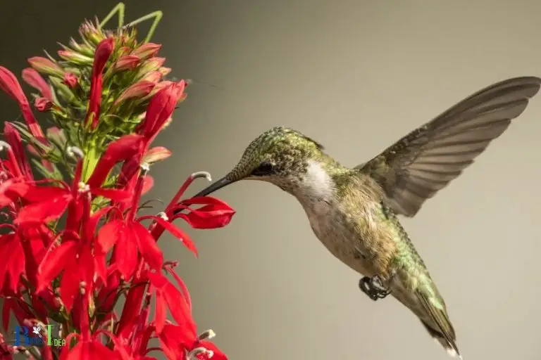 How Much Nectar Does a Hummingbird Drink in a Day