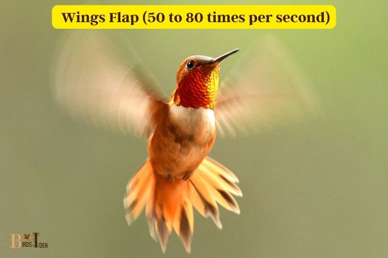 How Quickly Do Hummingbirds Flap Their Wings