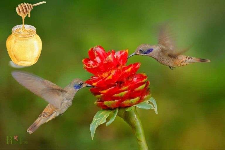 How The Color Red Benefits Hummingbirds