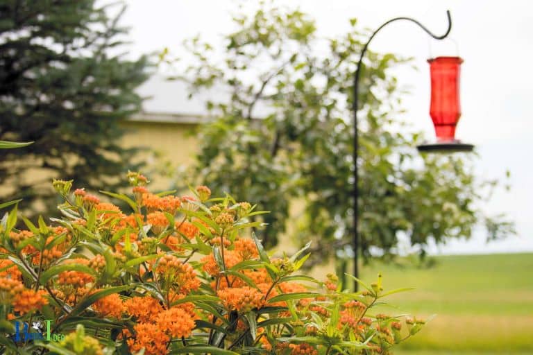 How Utah Residents Welcome the Return of Hummingbirds