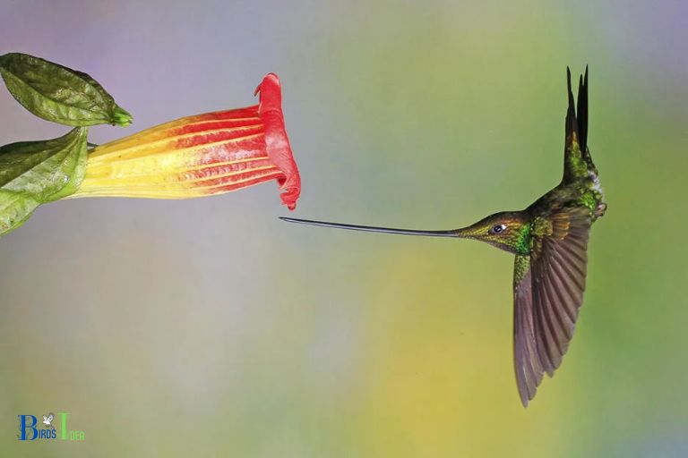 How are Hummingbirds Affected Without Teeth