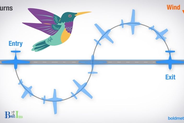 How do Hummingbirds Conserve Energy
