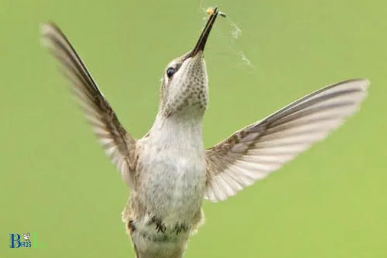 How do Hummingbirds Feed on Spiders