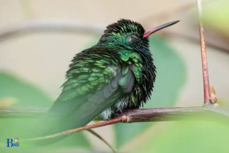 How do Hummingbirds Feign Sleep to Hide from Predators