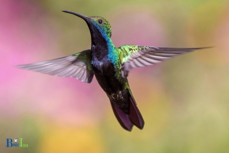 How do Hummingbirds Hover and Fly