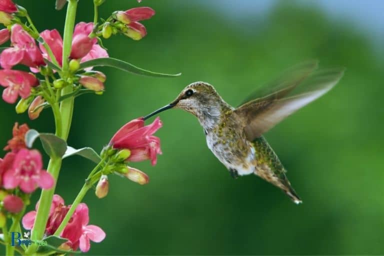 How do Hummingbirds Sip Nectar From Flowers