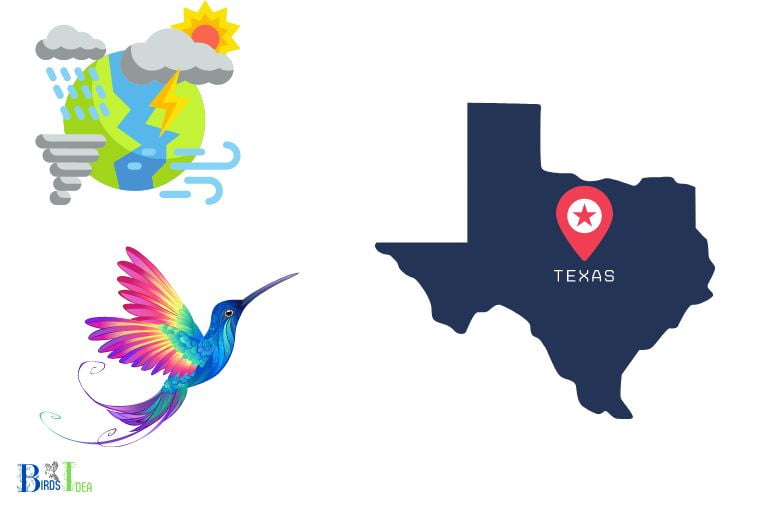 How the Climate of Texas Supports Hummingbirds