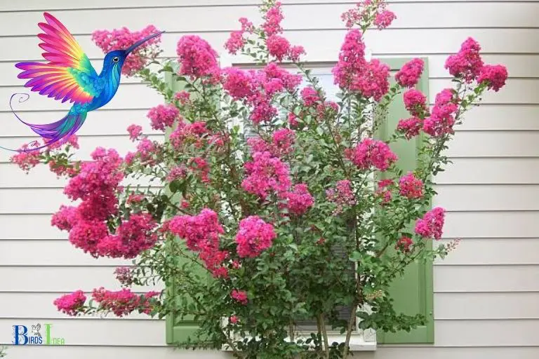 How to Attract Hummingbirds With Crepe Myrtle