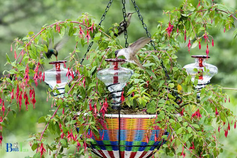 How to Attract Hummingbirds to Your Property