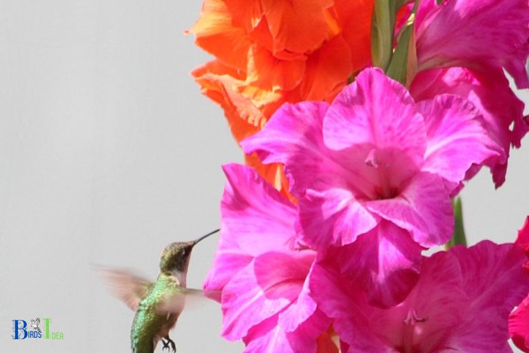 How to Attract Hummingbirds with Gladiolus
