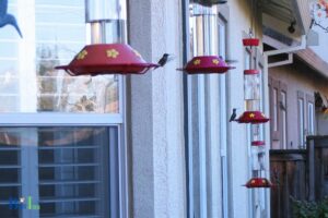 How to Hang Hummingbird Feeder on Balcony: Full Steps!