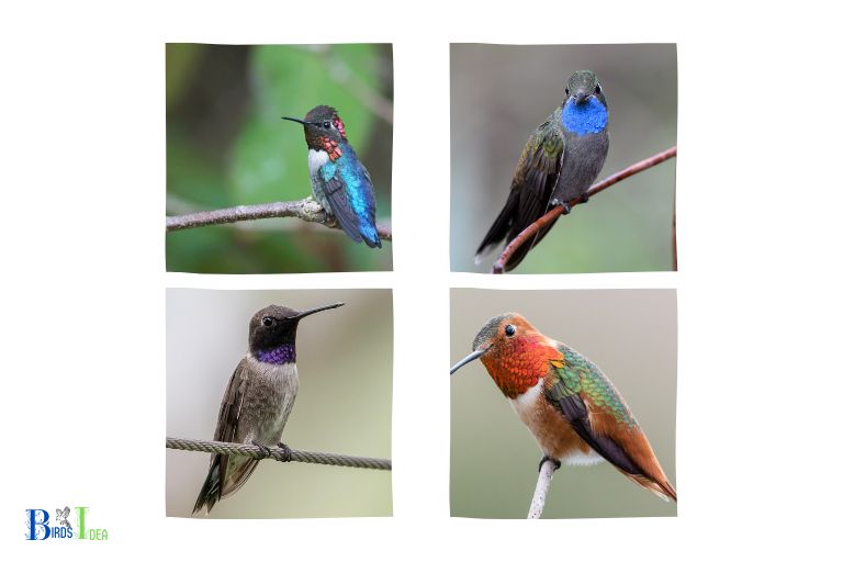 How to Identify Different Species of Hummingbird in Arizona