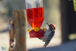 How to Keep Woodpeckers Off Hummingbird Feeders?