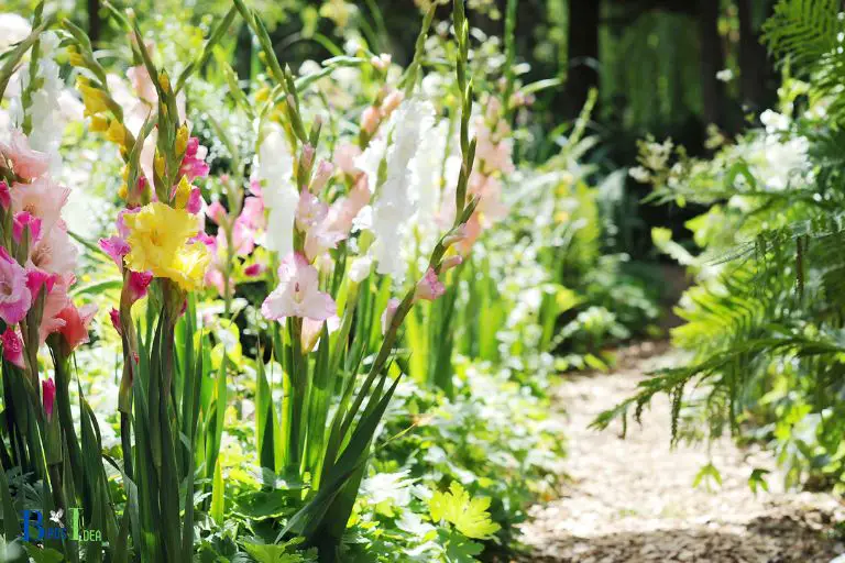 How to Maintain and Care for Gladiolus Plants to Attract Hummingbirds