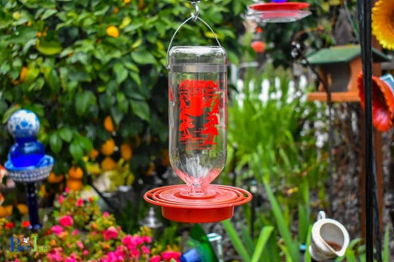 How to Protect Hummingbirds in Texas