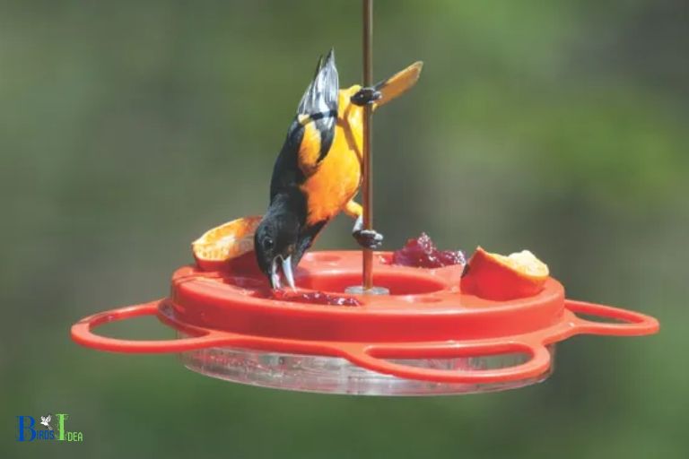 Hummingbird Feeders Are Suitable For Orioles