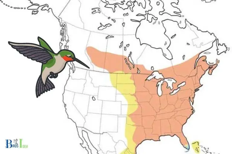 Hummingbird Migration Patterns in Michigan