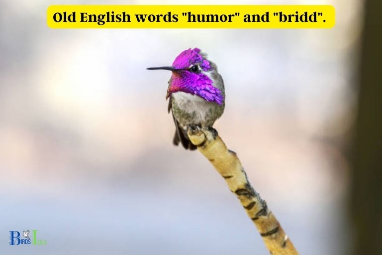 Hummingbird English Name Coined in the th Century