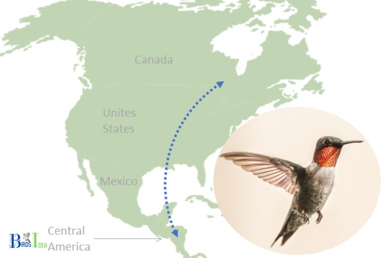 Hummingbirds Annual Migration Routes and Homing Instincts