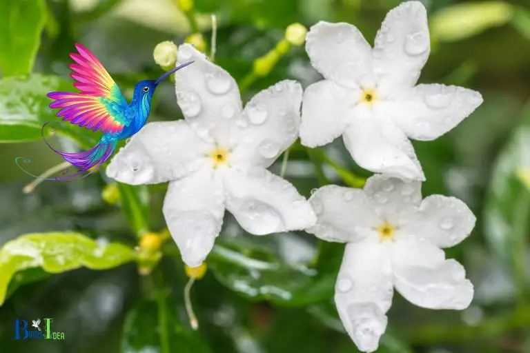Hummingbirds Are Attracted to the Rich Nectar in Jasmine