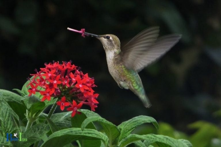 Hummingbirds Impressive Flying Speeds