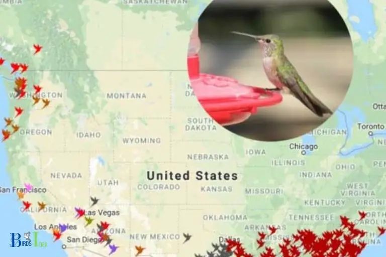 Hummingbirds Migration Pattern