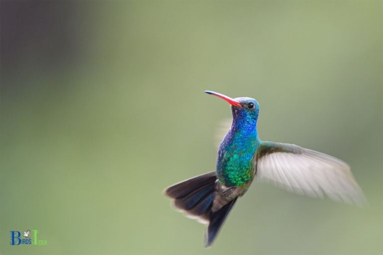 Hummingbirds Unique Ability to Fly and Make Sharp Turns