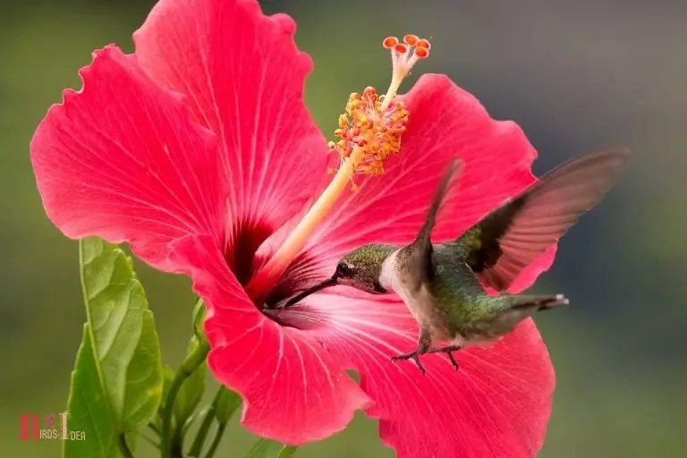 Hummingbirds and Hibiscus