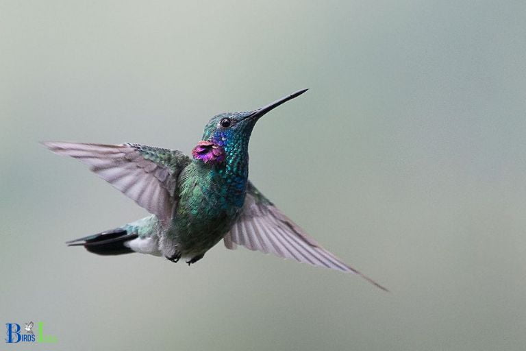 Hummingbirds and Their Ability to Fly