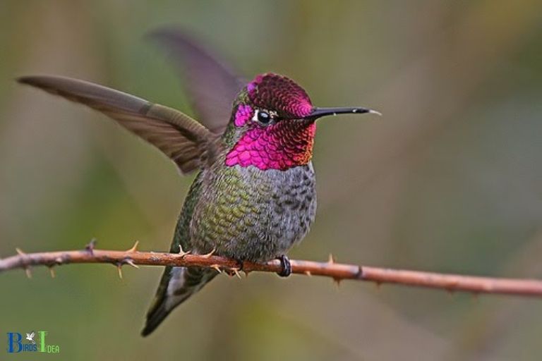 Hummingbirds in Bay Area