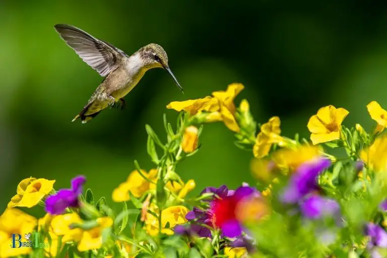 Hummingbirds in New York Enjoying these Beautiful Visitors
