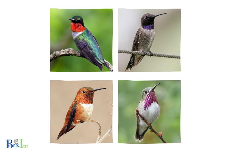 Hummingbirds in Ohio Throughout the Year