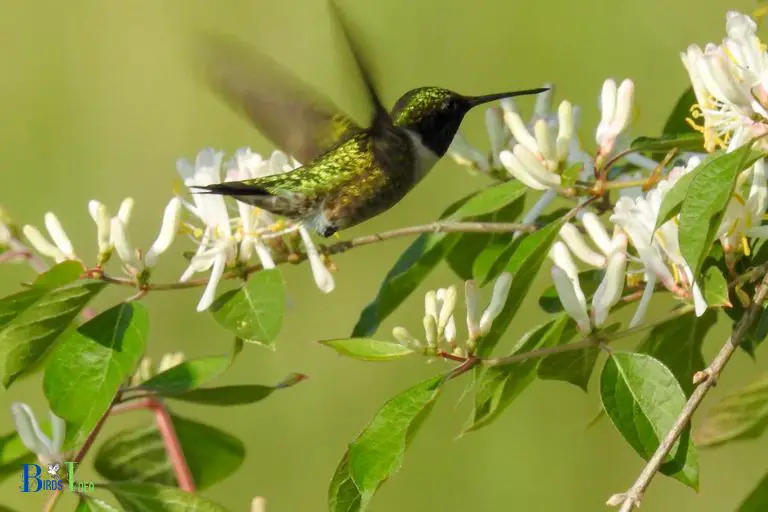 Hummingbirds in Ohio as Pollinators