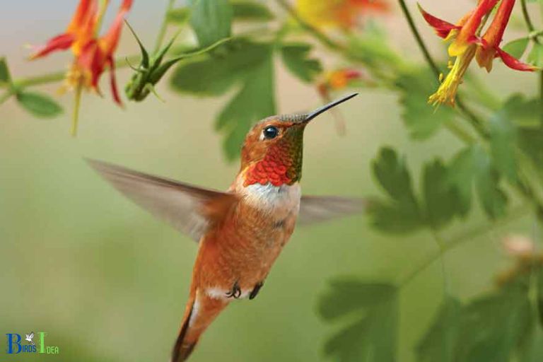Hunger and Nectar Requirements of Hummingbirds